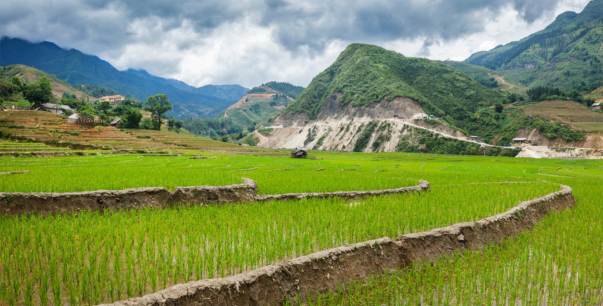 Rice plantations. Vietnam